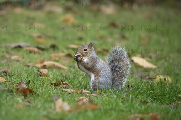 Grey squirrel (Sciurus carolinensis) adult animal feeding on fungi in autumn, England, United Kingdom