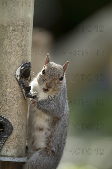 Grey squirrel (Sciurus carolinensis) adult animal eating sunflower seed hearts from a garden bird feeder, England, United Kingdom