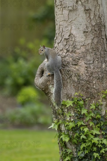 Grey squirrel (Sciurus carolinensis) adult animal on a tree trunk, England, United Kingdom