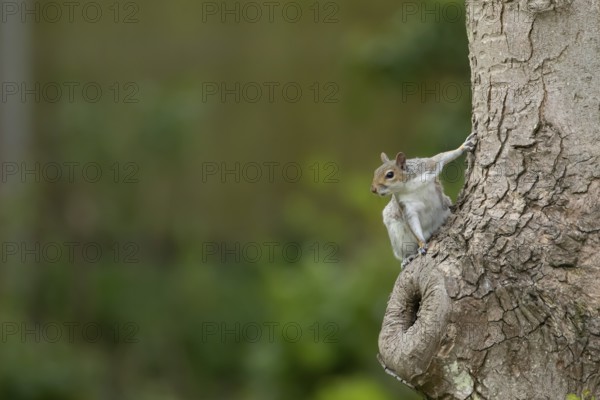 Grey squirrel (Sciurus carolinensis) adult animal on a tree trunk, England, United Kingdom