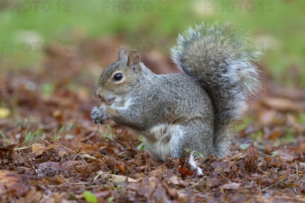 Grey squirrel (Sciurus carolinensis) adult animal eating an acorn in autumn, England, United Kingdom