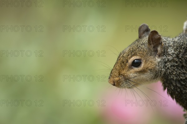 Grey squirrel (Sciurus carolinensis) adult animal head portrai, England, United Kingdom