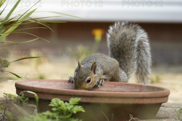 Grey squirrel (Sciurus carolinensis) adult animal drinking water from a garden plant pot saucer in summer, England, United Kingdom
