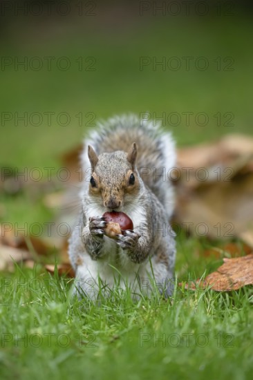 Grey squirrel (Sciurus carolinensis) adult animal feeding on a Horse chestnut nut or conker in autumn, England, United Kingdom