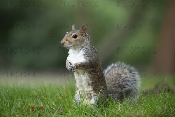 Grey squirrel (Sciurus carolinensis) adult animal standing on grass, England, United Kingdom