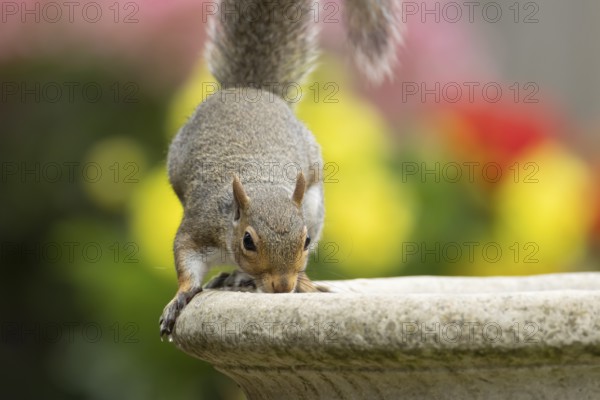 Grey squirrel (Sciurus carolinensis) adult animal drinking water from a garden bird bath in summer, England, United Kingdom