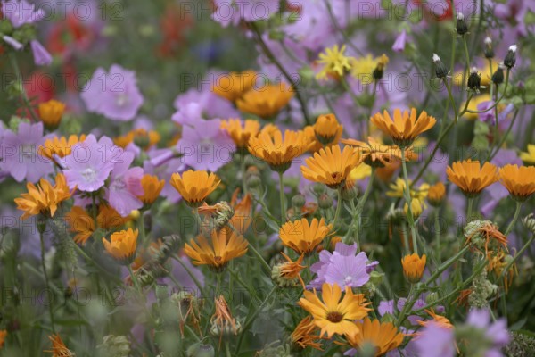 Species-rich, colourful flowering meadow with marigold (Calendula officinalis), Lower Rhine, North Rhine-Westphalia, Germany