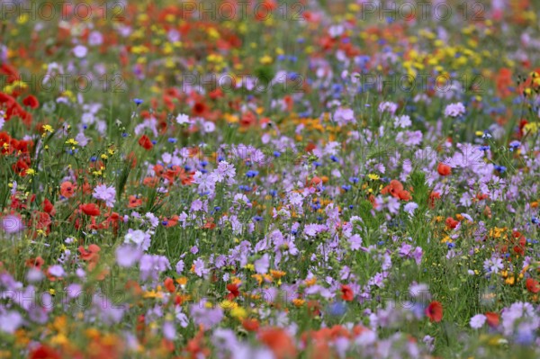 Species-rich colourful flowering meadow with musk mallow (Malva moschata) and poppy (Papaver rhoeas), Lower Rhine, North Rhine-Westphalia, Germany