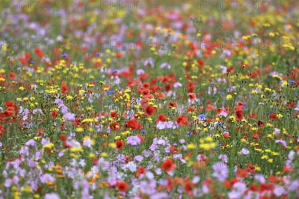 Species-rich colorful blooming meadow, Lower Rhine, North Rhine-Westphalia, Germany