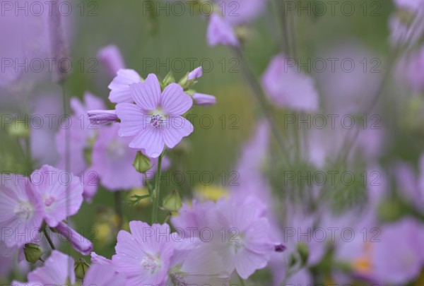 Species-rich, colourful flowering meadow with musk mallow (Malva moschata), Lower Rhine, North Rhine-Westphalia, Germany