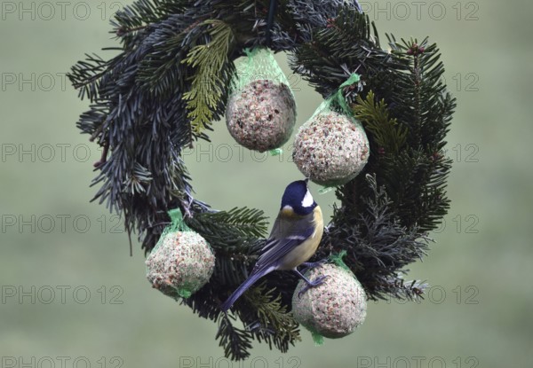 Great tits (Parus major) eating tit dumplings at the feeder, Schleswig-Holstein, Germany