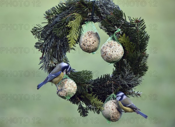 Blue tits (Cyanistes caeruleus) eating tit dumplings at the feeder, Schleswig-Holstein, Germany