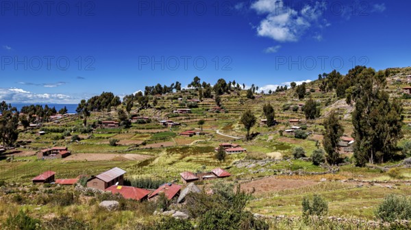 Terraced landscape with scattered huts and trees under bright skies, The countryside and farmhouses on the island of Taquile in Lake Titicaca in Peru