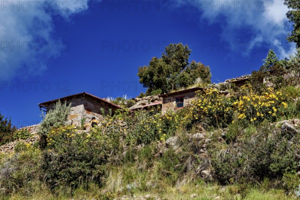 Stone farm houses on a hilly terrain with yellow flowers and trees under a blue sky, The countryside and farmhouses on Taquile Island in Lake Titicaca in Peru