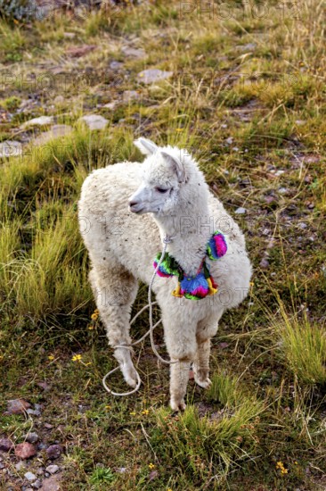 An alpaca in colorful decoration stands in a green meadow in the mountains, a white llama on the island of Taquile in Lake Titicaca in Peru