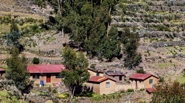 Small farm houses and terraced landscape on a hill with stone walls and trees, The countryside and farmhouses on the island of Taquile in Lake Titicaca in Peru