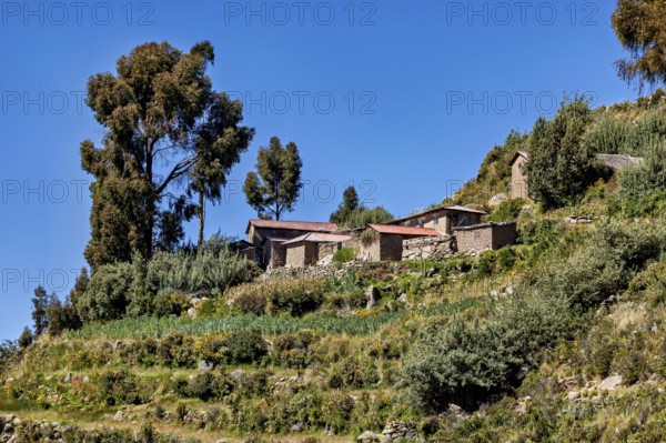 Some farm houses are on terraced slopes surrounded by lush vegetation and standing trees, The countryside and farmhouses on Taquile Island in Lake Titicaca in Peru