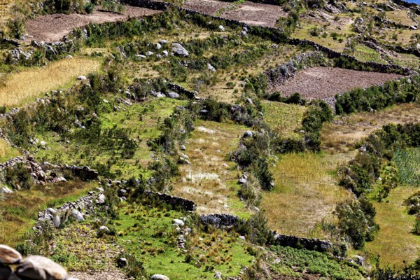 Close-up of terraced fields dotted with vegetation and surrounded by rock walls, the countryside and farmhouses on Taquile Island in Lake Titicaca in Peru