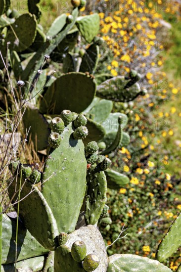 Cacti with yellow flowers in sunny, dry environments, prickly pear cactus on Taquile Island in Lake Titicaca in Peru