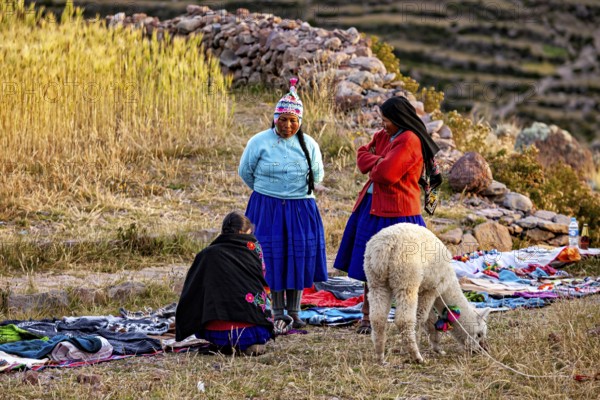 Women in traditional clothing stand in a meadow next to an alpaca and piles of stones, The woman on Taquile Island in Lake Titicaca in Peru