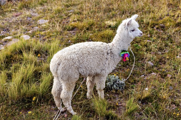 A white alpaca stands in a green field, decorated with a colorful necklace, A white llama on the island of Taquile in Lake Titicaca in Peru