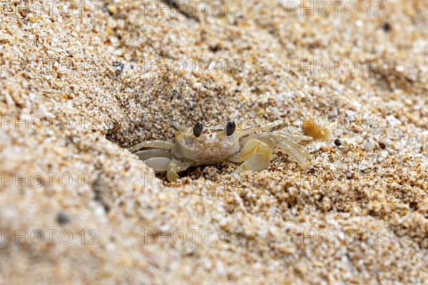 Small crab partially hiding in the sandy ground, A ghost crab (genus Ocypode) on the beach near Koggala in Sri Lanka