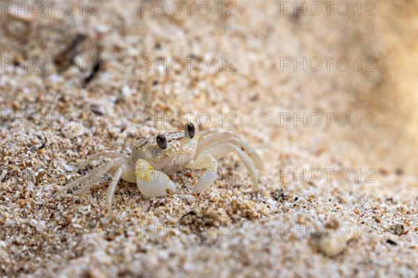 A small crab explores the sandy beach area, A ghost crab (genus Ocypode) on the beach near Koggala in Sri Lanka