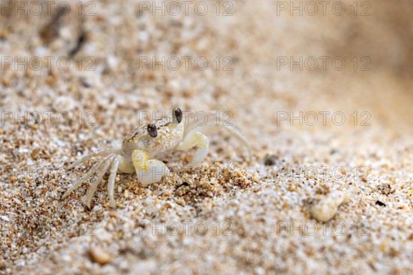 Crab sits quietly on sandy ground with attentive eyes, A ghost crab (genus Ocypode) on the beach near Koggala in Sri Lanka