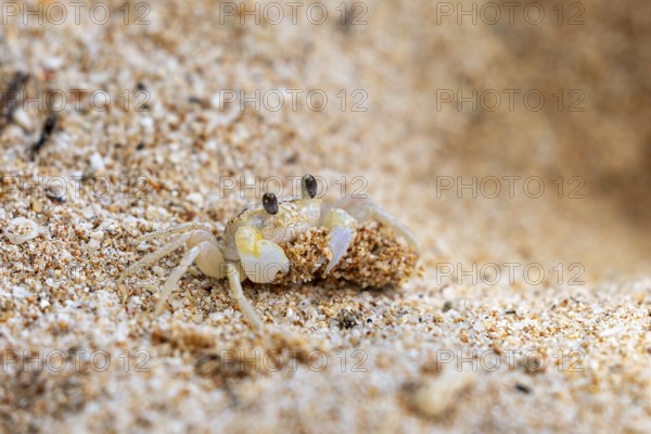 A crab lifts its head out of the sand and looks into the distance, A ghost crab (genus Ocypode) on the beach near Koggala in Sri Lanka