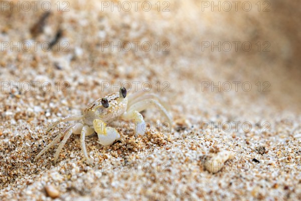 Small crab sits on sandy ground on the beach, A ghost crab (genus Ocypode) on the beach near Koggala in Sri Lanka