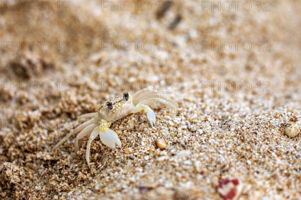 A small crab crawls across the sandy beach floor, A ghost crab (genus Ocypode) on the beach near Koggala in Sri Lanka
