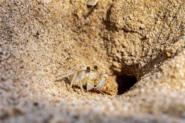 Crab looking curiously out of a sand hole in the beach area, A ghost crab (genus Ocypode) on the beach near Koggala in Sri Lanka