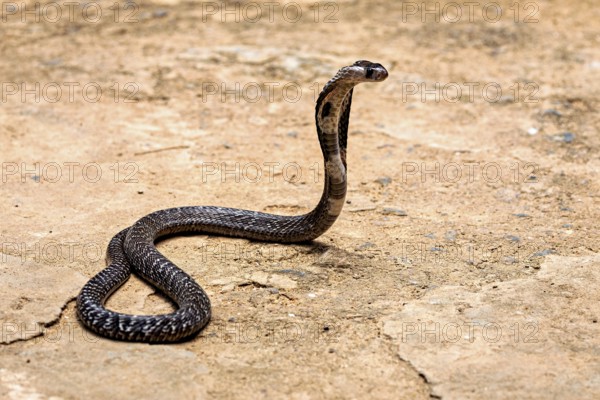 A cobra slithers on sandy ground. The scene appears calm and natural, the spectacled snake (well, well) or Indian cobra