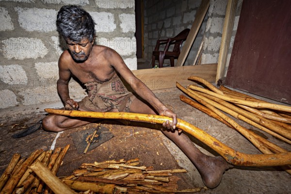 A man handcrafts a yellow stick in a traditional room, a man from Sri Lanka works cinnamon sticks