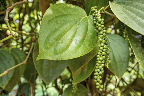 Green pepper plant with ripe leaves and hanging peppercorns in a natural environment, the pepper bush (Piper nigrum)