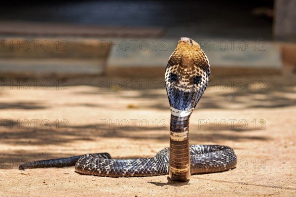 Erect cobra on the ground. The body casts a clear shadow, which adds drama to the scene, The spectacled snake (well well well) or Indian cobra