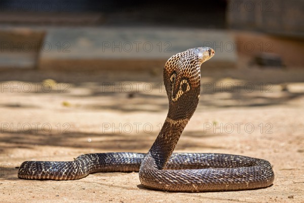 An erect cobra on sandy ground. The body is curved in a powerful position, the spectacled snake (well well well) or Indian cobra
