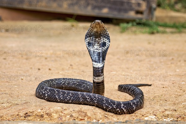 An erect cobra on sandy ground in a typical threatening posture, the spectacled snake (well, well) or Indian cobra