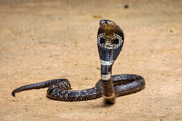 An erect cobra on sandy ground. The pose looks menacing and majestic, the spectacled snake (well, well) or Indian cobra