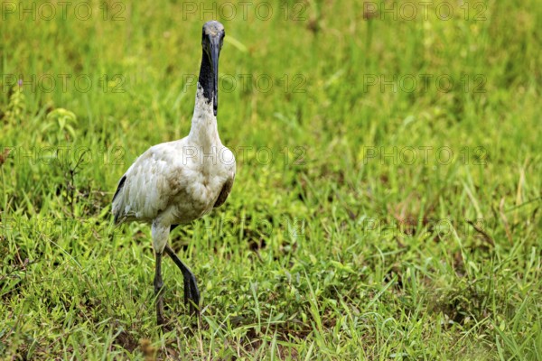 A walking bird stands in a green meadow and radiates peace, A black-headed ibis (Threskiornis melanocephalus) in a field in Sri Lanka
