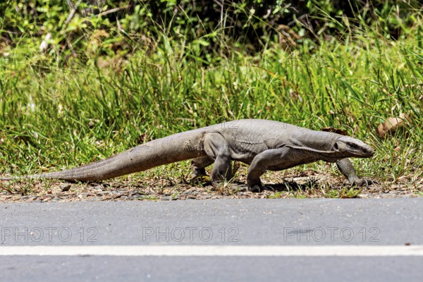 A monitor lizard crawls along the roadside, surrounded by green vegetation, Bengal monitor lizard (Varanus bengalensis) in Sri Lanka