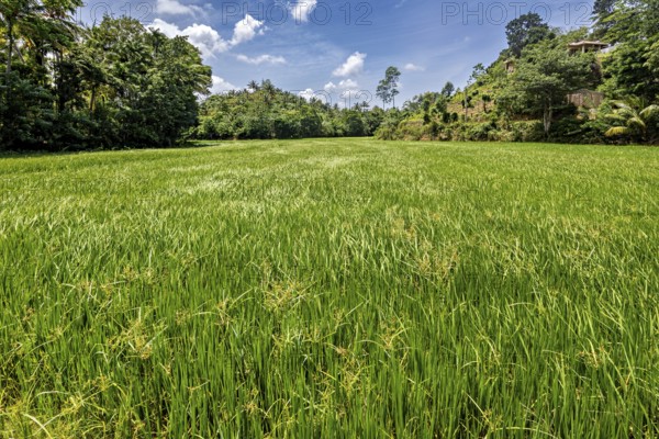 Lush green rice field surrounded by trees under blue sky with scattered clouds, A rice field in Sri Lanka