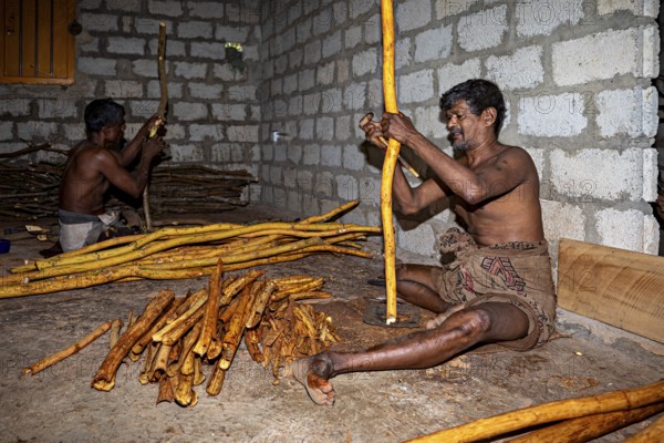 Two men create handmade products from yellow sticks in a traditional room, a man from Sri Lanka works cinnamon sticks