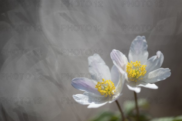 Flowering wood anemone (Anemone nemorosa), early bloomer, Vechta, Lower Saxony, Germany