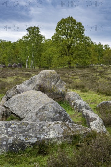 Glan Bride, Glander Steine, megalite grave, megalite culture, Dötlingen, Lower Saxony, Germany