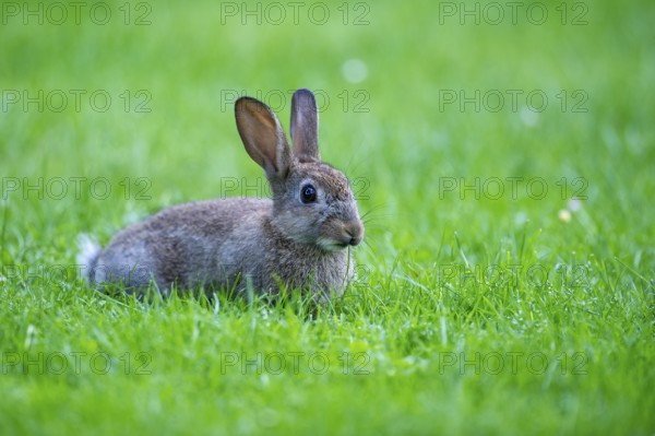 Wild rabbit, Oryctolagus cuniculus, Vechta, Lower Saxony, Germany