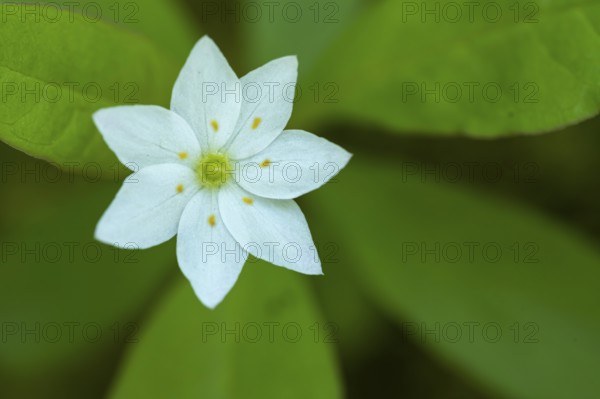 Seven-star (Trientalis europaea), Dötlingen, Lower Saxony, Germany
