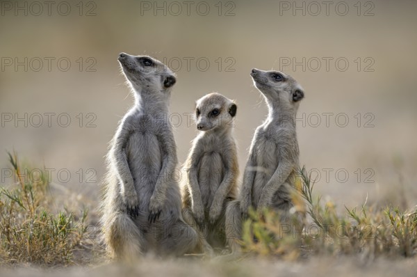 Meerkats or suricates (Suricata suricatta), Makgadikgadi Salt Pans, Makgadikgadi Pans National Park, Central District, Botswana