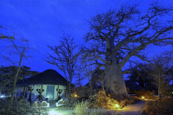 Baobab tree (Adansonia digitata), blue hour, Planet Baobab, lodge near the village of Gweta, Makgadikgadi Pans National Park, Central District, Botswana