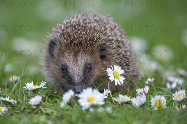 Cute hedgehog, brown-breasted hedgehog (Erinaceus europaeus) in the garden, Vechta, Lower Saxony, Germany